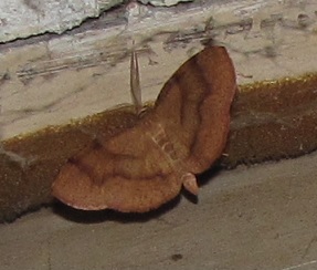 Plagodis pulveraria (Geometridae)?